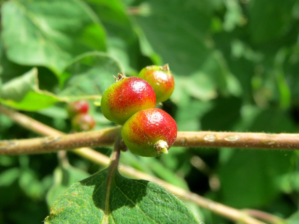 20140523Lonicera_xylosteum