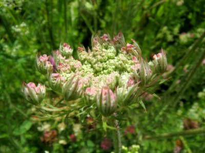 20140523Daucus_carota2