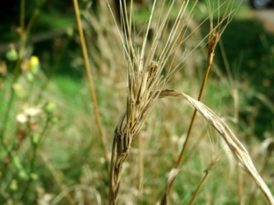 20140809Hordeum_murinum1