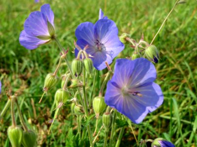 20140908Geranium_pratense2