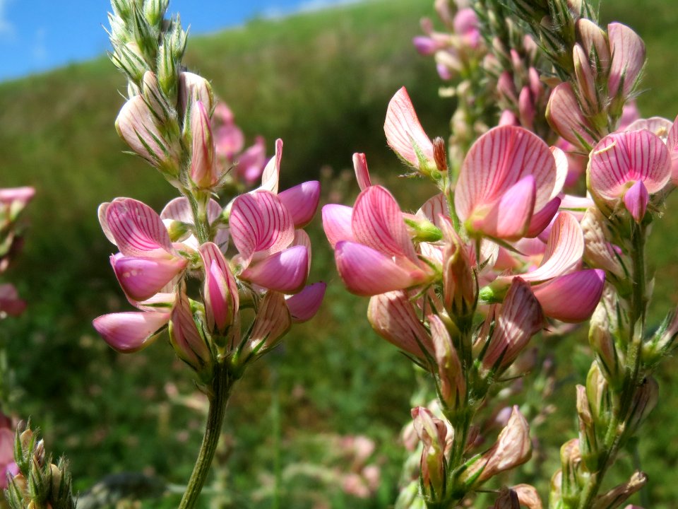20140523Onobrychis_viciifolia2
