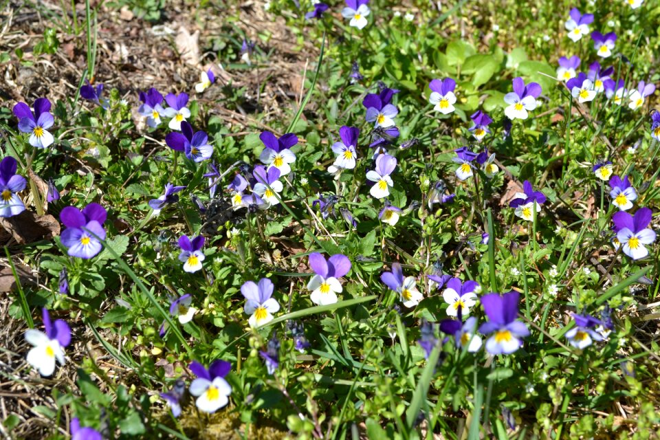 Violets nature flowers