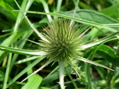 20140809Dipsacus_fullonum6