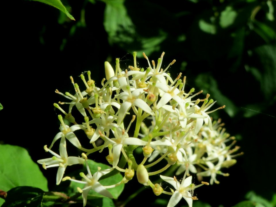 20140523Cornus_sanguinea1