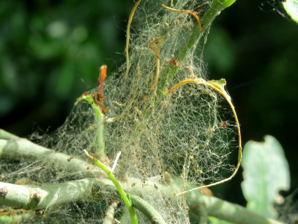 20140522Euonymus_europaeus2