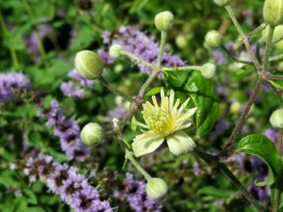 20140809Clematis_vitalba1