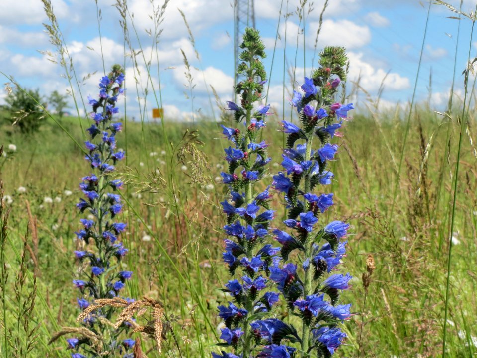 20140523Echium_vulgare1
