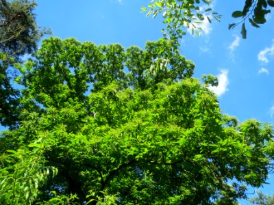 20140523Castanea_sativa2