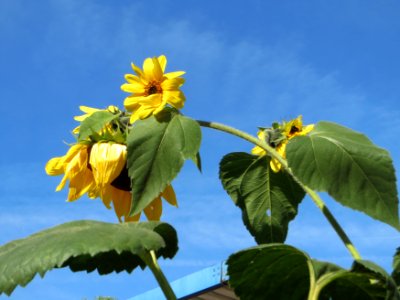 20140917Helianthus_annuus3