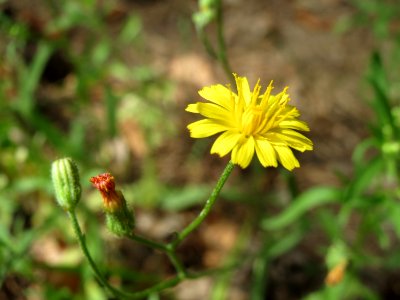 20140808Hypochaeris_radicata3