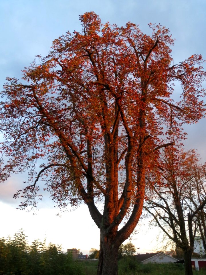20141017Aesculus_hippocastanum5