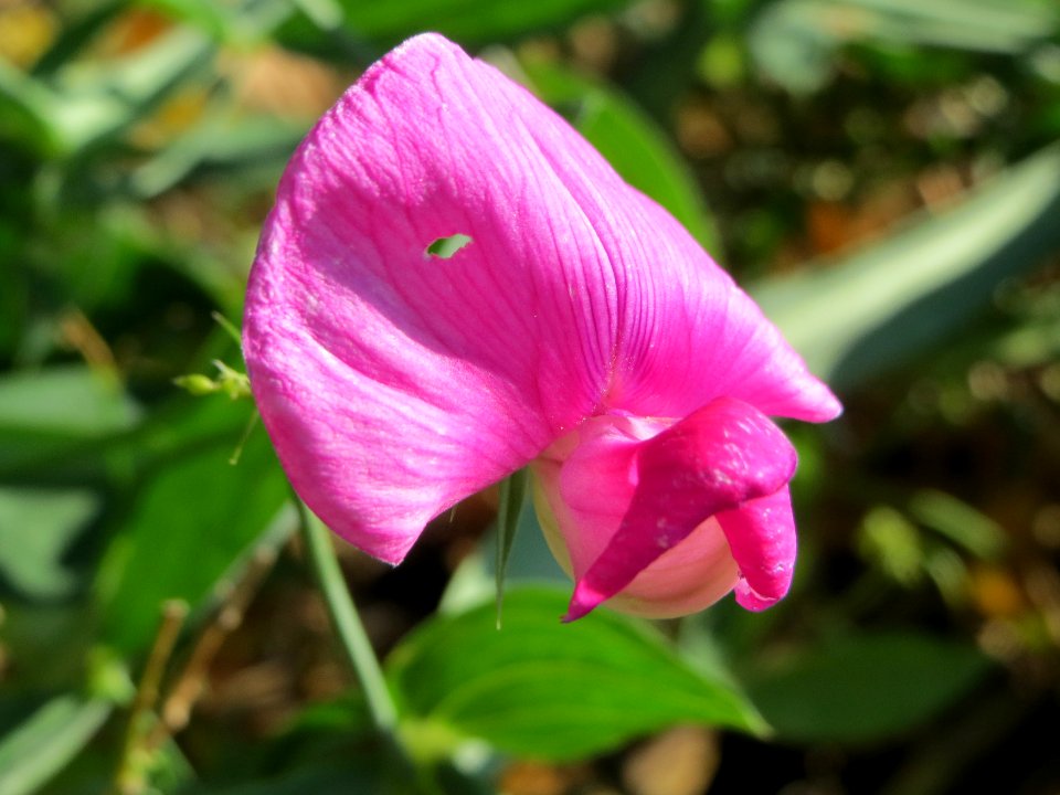 20140917Lathyrus_latifolius2