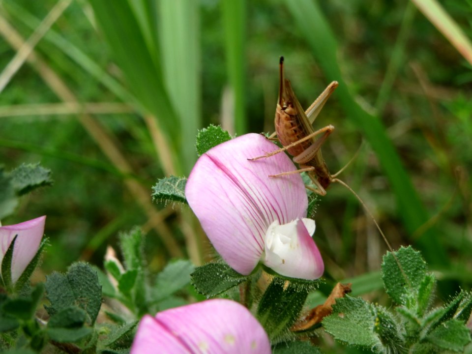 20140803Ononis_spinosa1