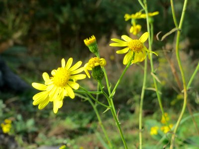 20141015Senecio_inaequidens3