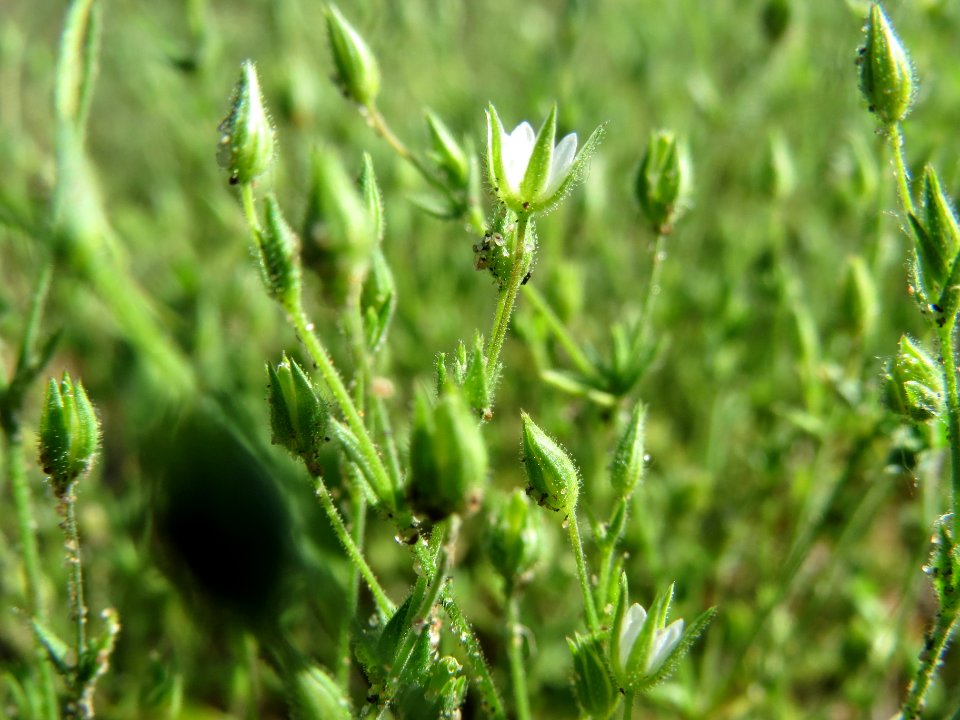 20140523Cerastium_semidecandrum1