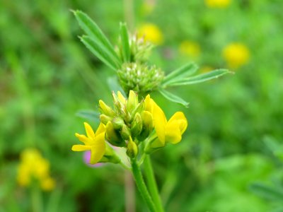 20140803Medicago_sativa_ssp_falcata3