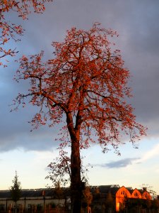 20141017Aesculus_hippocastanum2 photo