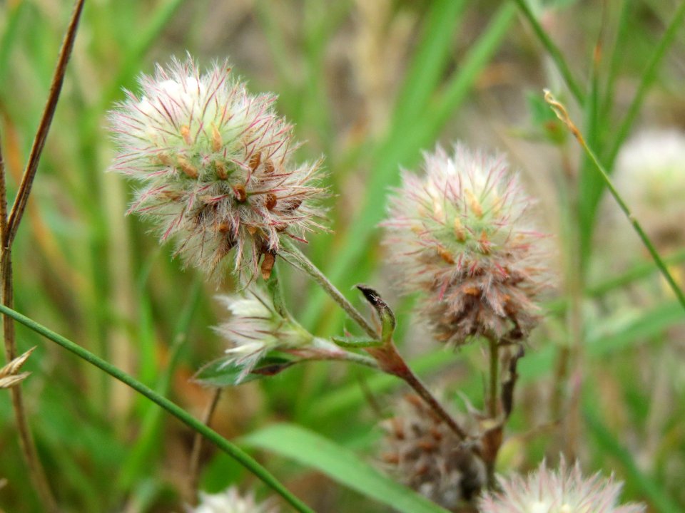 20140808Trifolium_arvense2