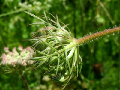 20140523Daucus_carota4