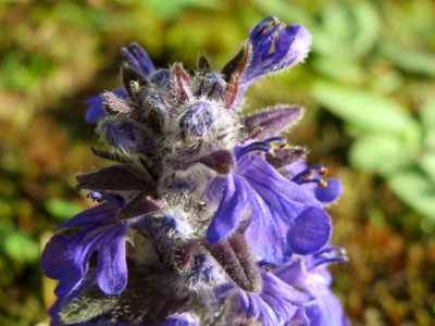 20141017Ajuga_genevensis3