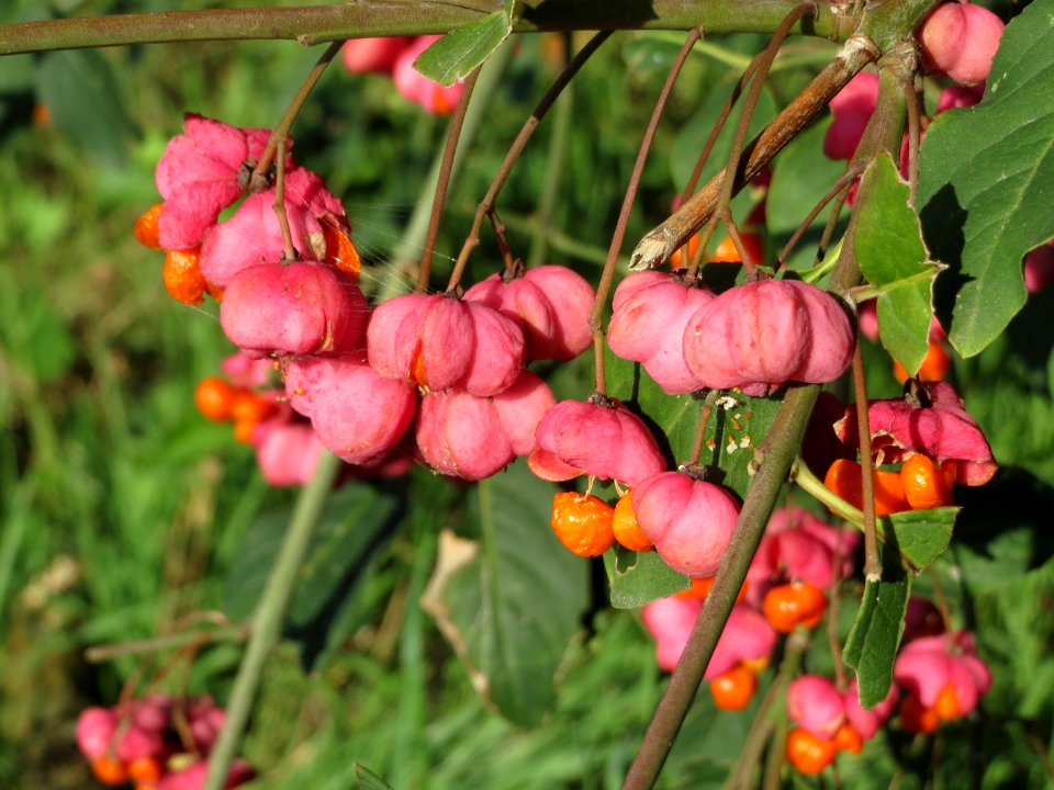 20140926Euonymus_europaeus2