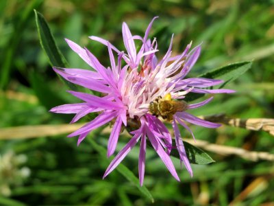 20140809Centaurea_jacea2
