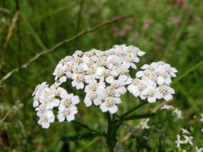 20140523Achillea_millefolium1