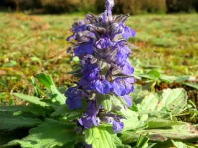 20141017Ajuga_genevensis1
