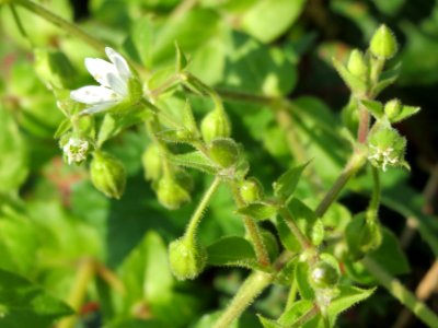 20140926Cerastium_fontanum4
