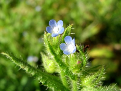 20141017Anchusa_arvensis1