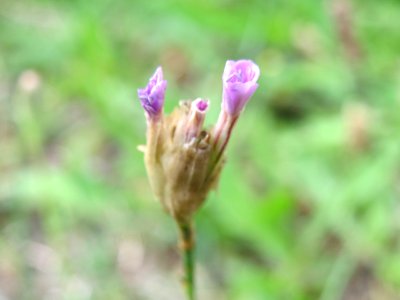 20140808Petrorhagia_prolifera2