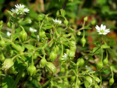 20140926Cerastium_fontanum1