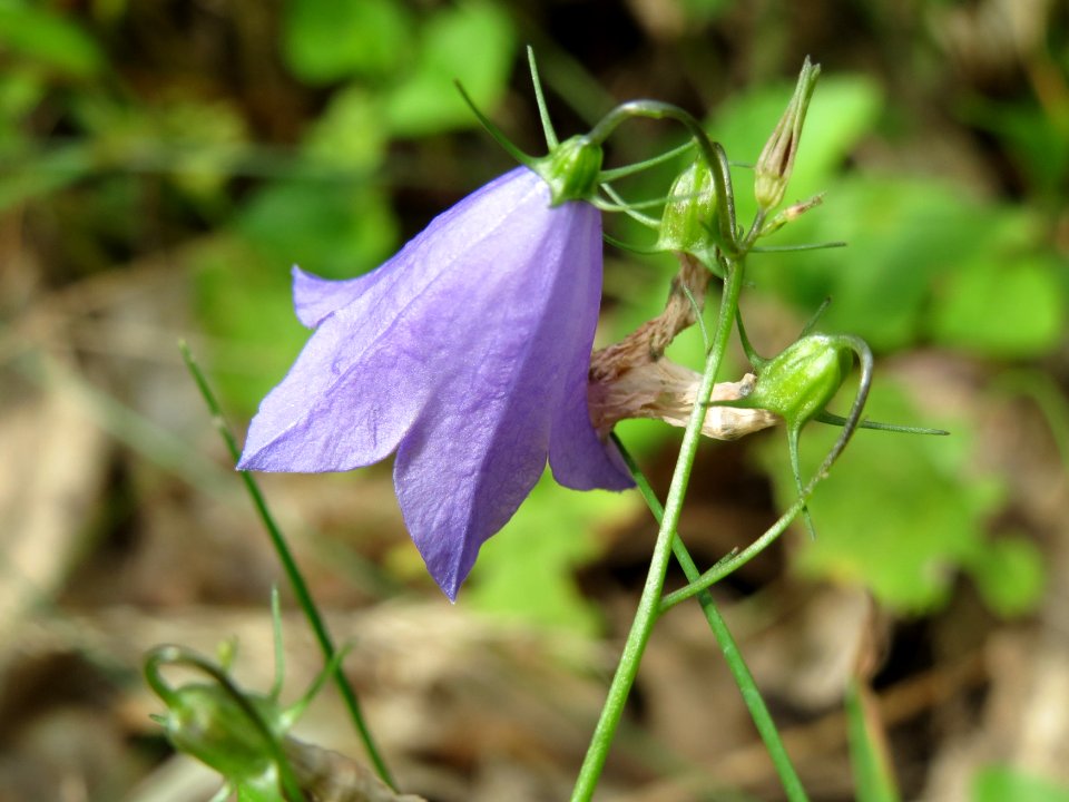 20140808Campanula_rotundifolia2