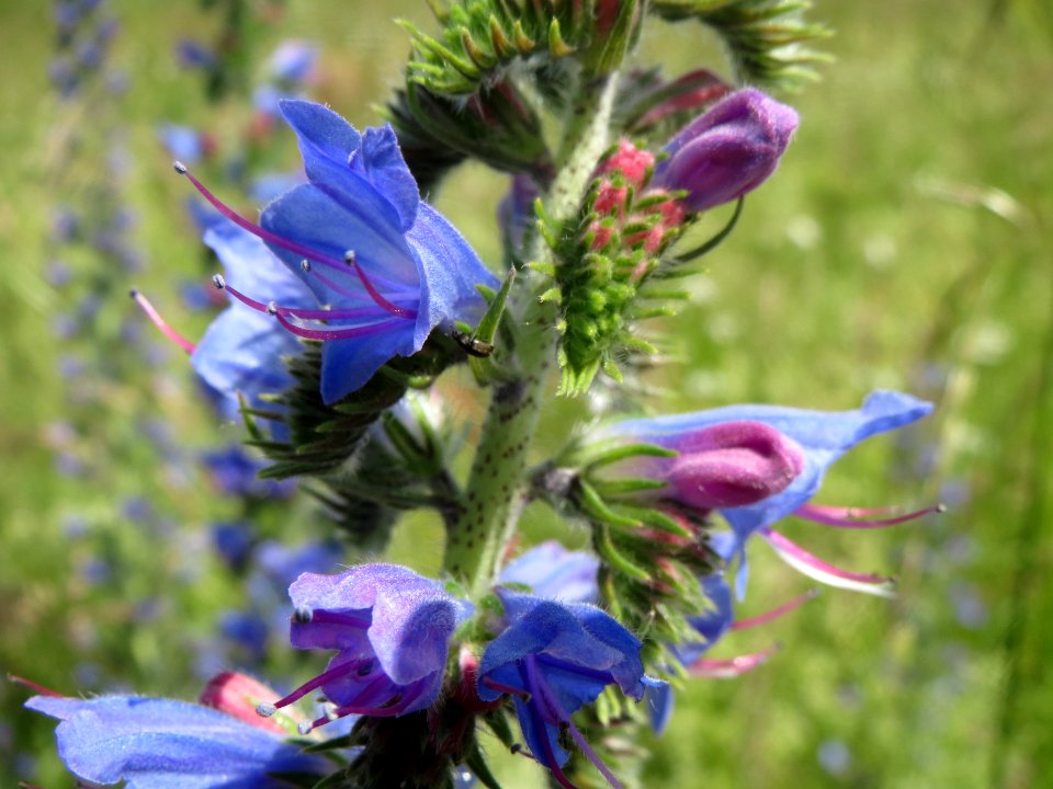 20140523Echium_vulgare2