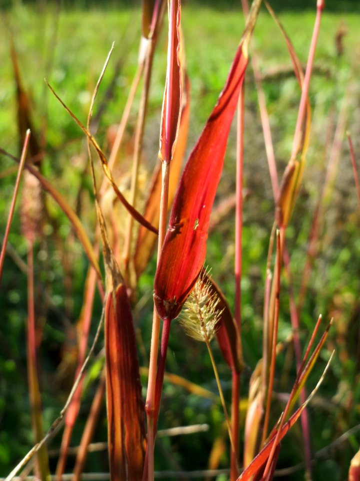 20140923Setaria_viridis8