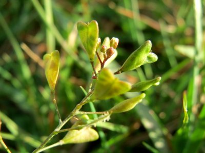 20140925Capsella_bursa-pastoris2