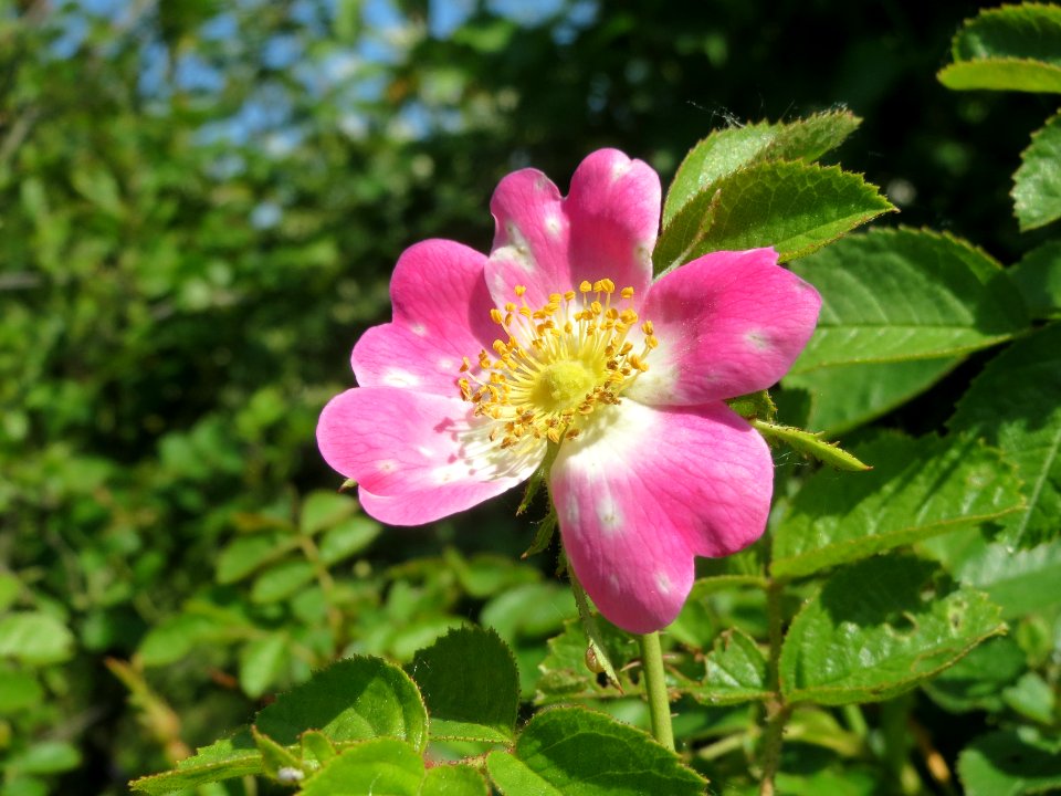 20140520Rosa_rubiginosa5