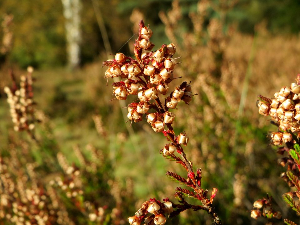 20141017Calluna_vulgaris1