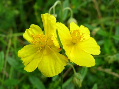 20140803Helianthemum_nummularium2 photo