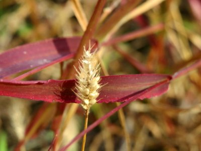 20140919Setaria_viridis3