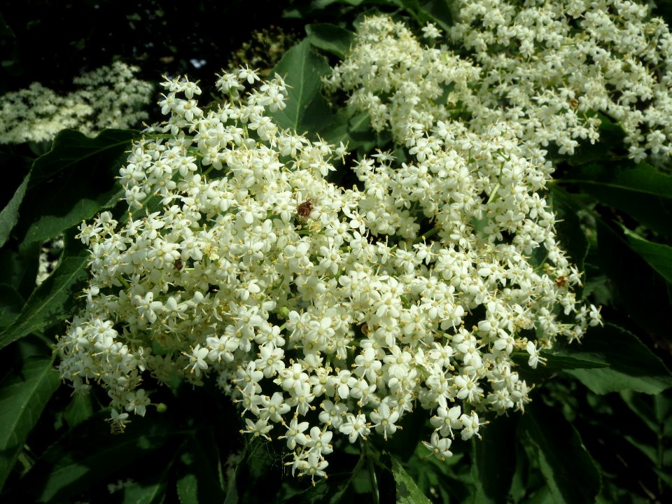 20140521Sambucus_nigra