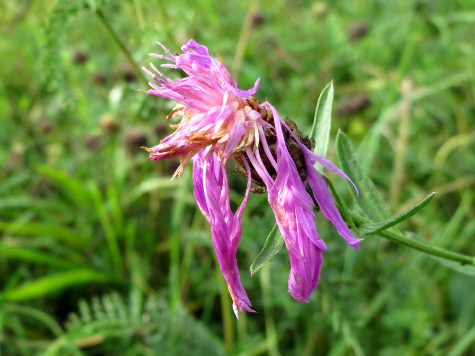 20141017Centaurea_jacea1