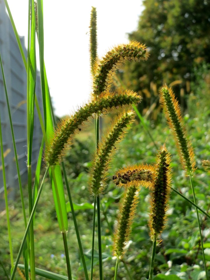 20140919Setaria_pumila5