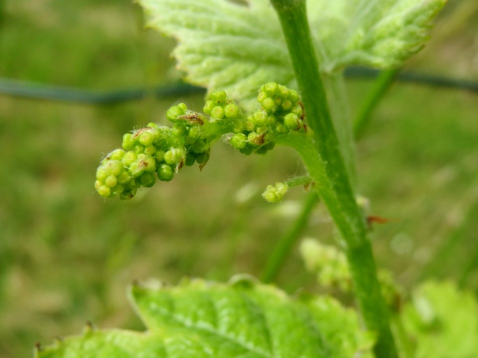 20140522Wein_Hockenheim2