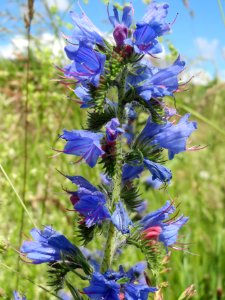 20140523Echium_vulgare4