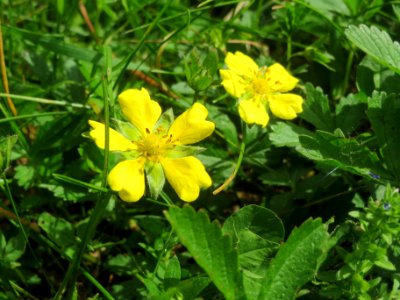 20140522Potentilla_reptans5