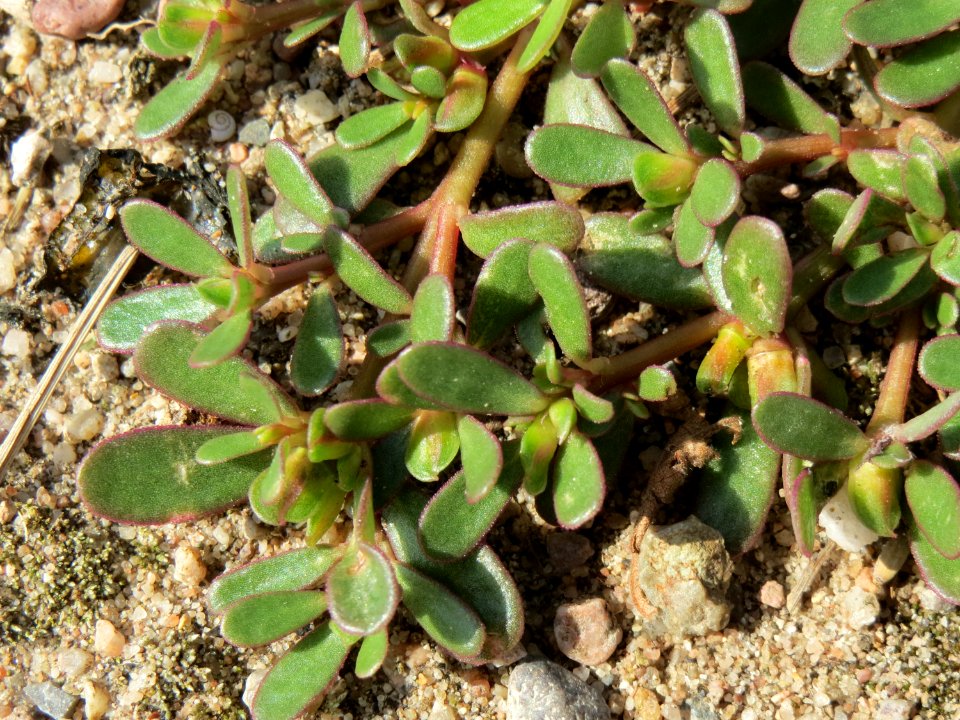 20140807Portulaca_oleracea2