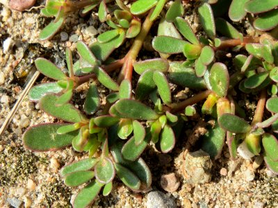 20140807Portulaca_oleracea2