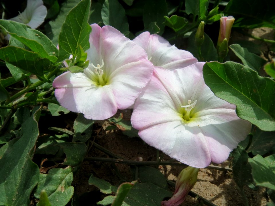 20140521Convolvulus_arvensis