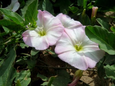 20140521Convolvulus_arvensis
